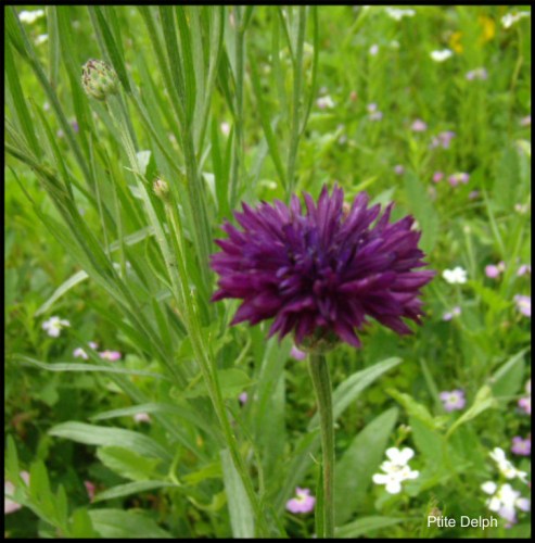 pizap.com14361439335121